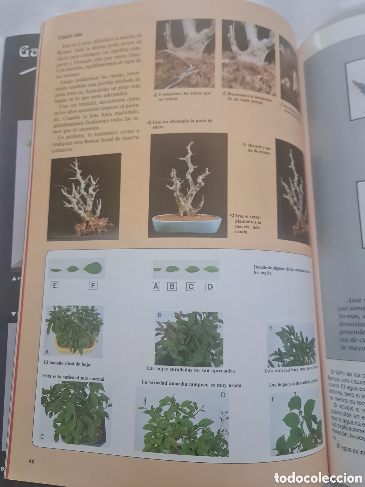 Libros de segunda mano: Revista Bonsai N 7 - Foto 2