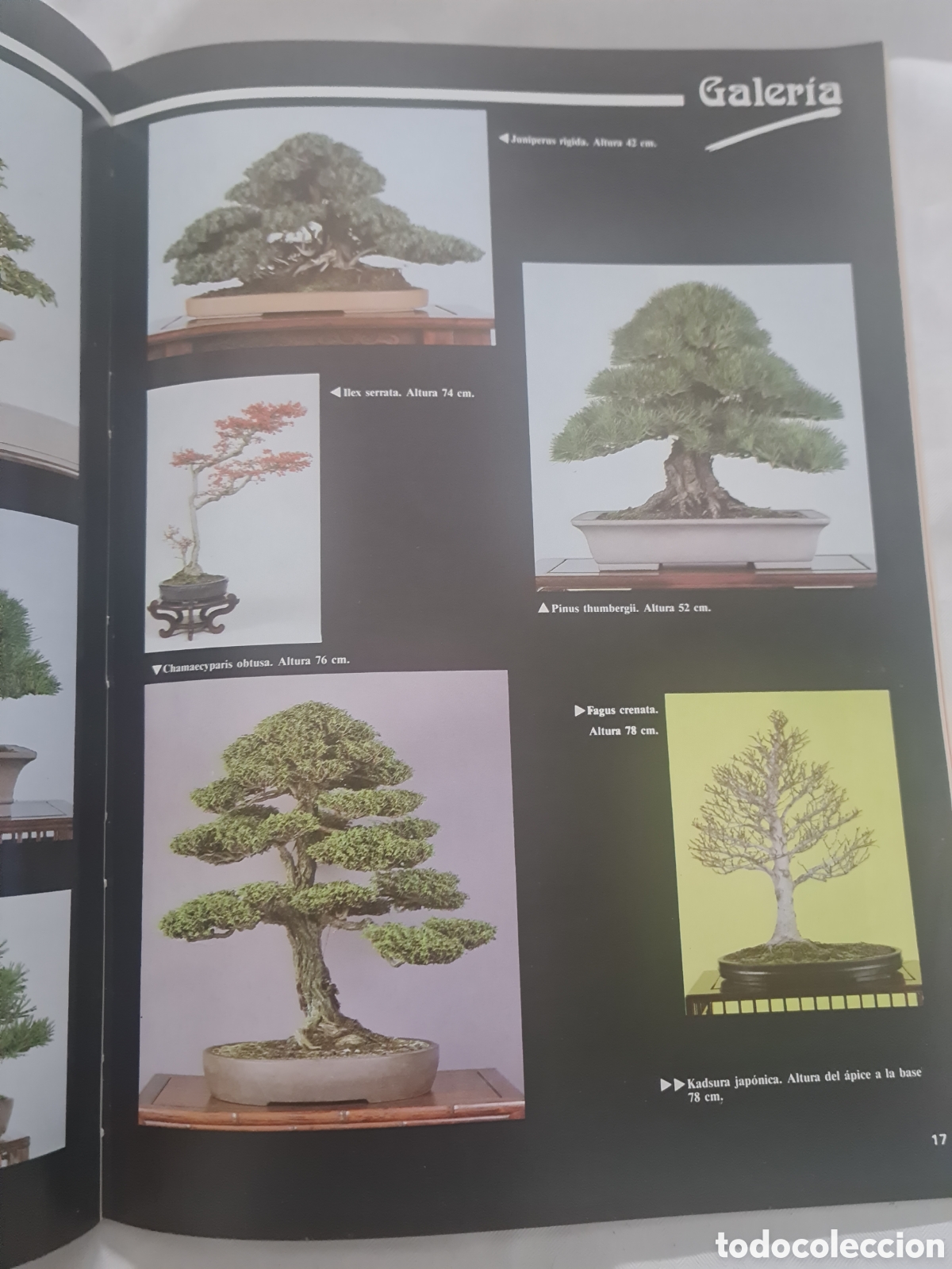 Libros de segunda mano: Revista Bonsai N 7 - Foto 3