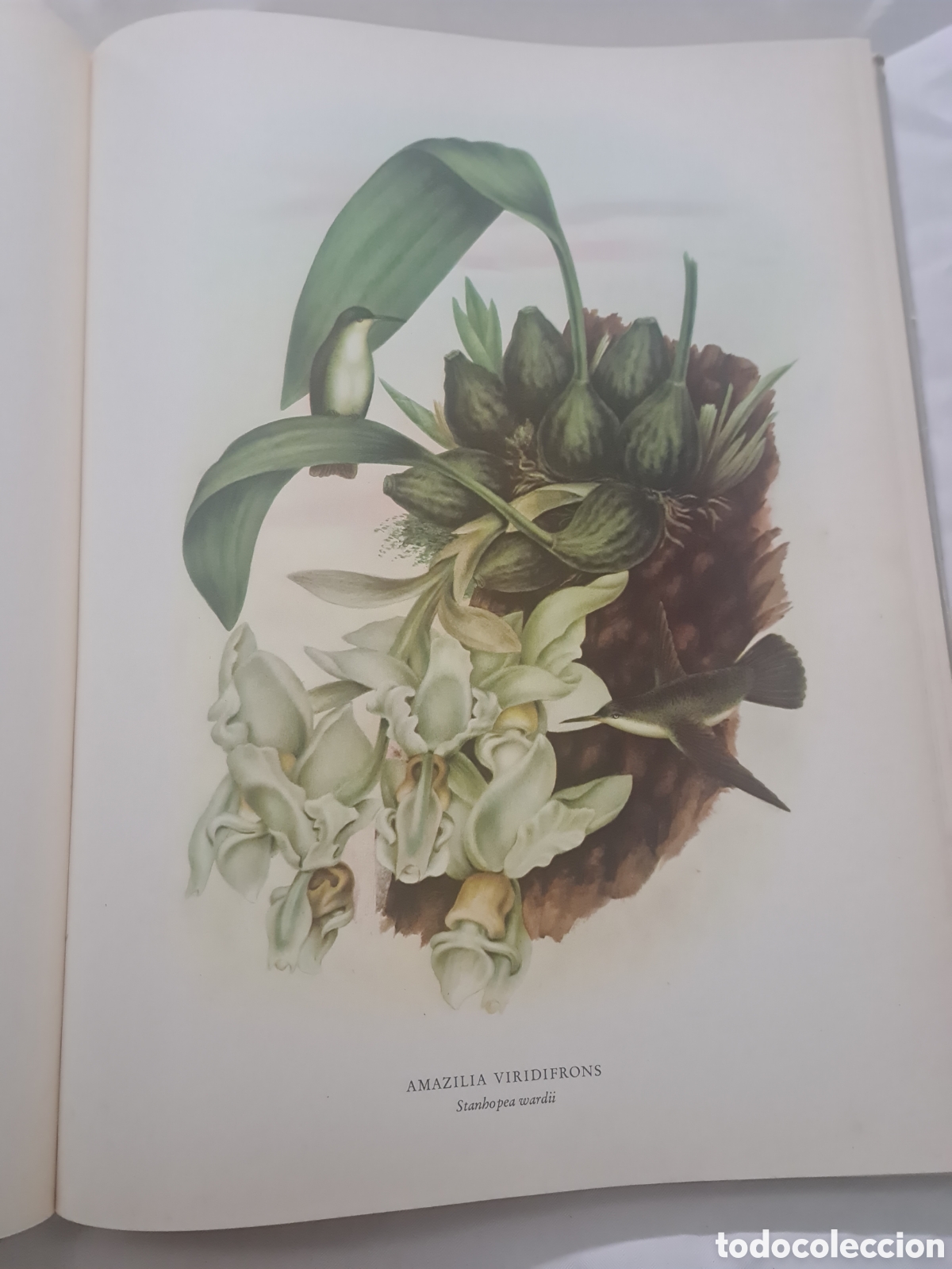Libros de segunda mano: Colibr&iacute;es y Orqu&iacute;deas de M&eacute;xico - Foto 4