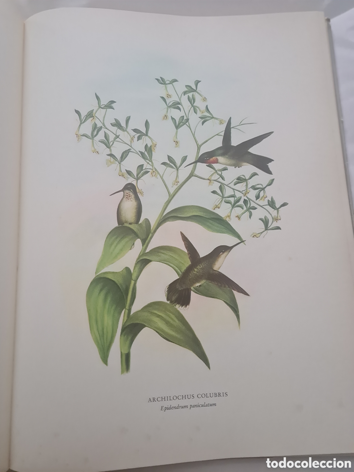 Libros de segunda mano: Colibr&iacute;es y Orqu&iacute;deas de M&eacute;xico - Foto 5