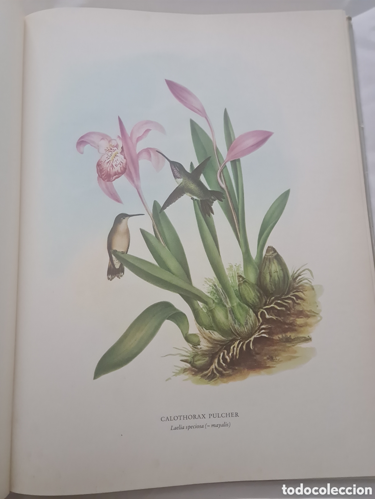 Libros de segunda mano: Colibr&iacute;es y Orqu&iacute;deas de M&eacute;xico - Foto 6