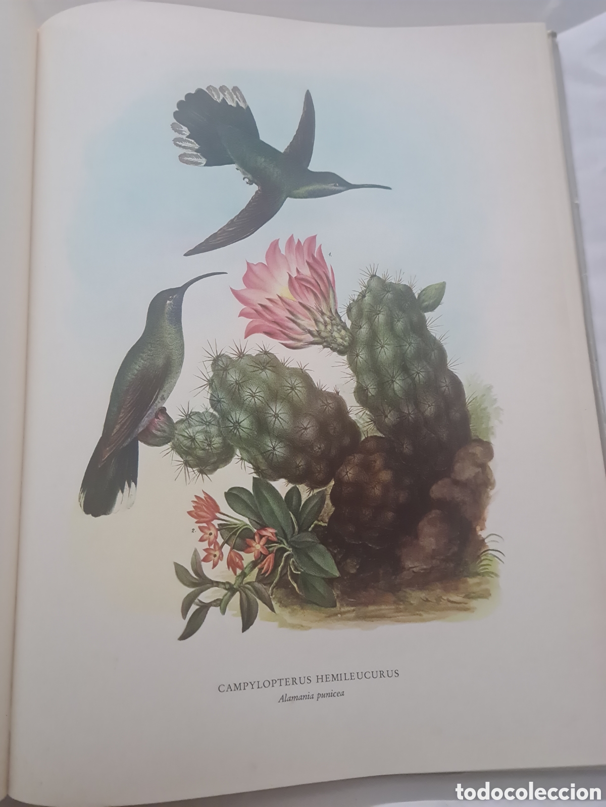 Libros de segunda mano: Colibr&iacute;es y Orqu&iacute;deas de M&eacute;xico - Foto 7