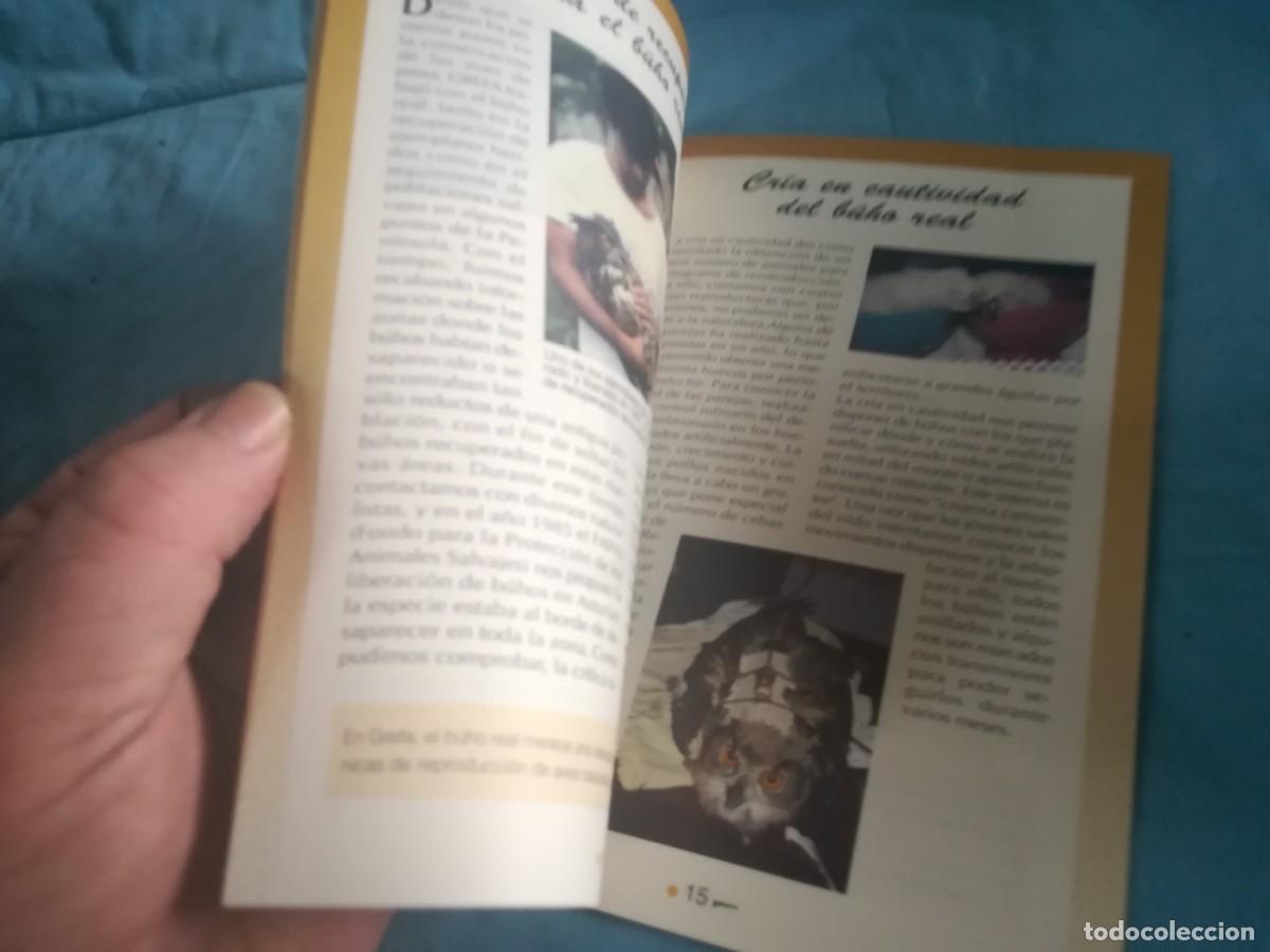 Libros de segunda mano: LOS BUHOS, HIJOS DE LA NOCHE / 8 / CONS 650 / GREFA - Foto 5