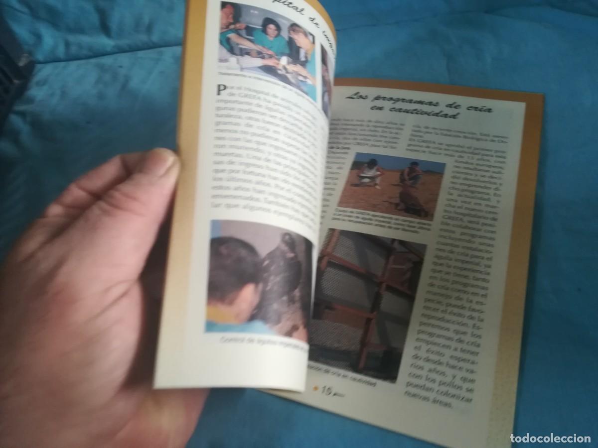 Libros de segunda mano: EL AGUILA IMPERIAL IBERICA / 11 / CONS 650 / GREFA - Foto 5