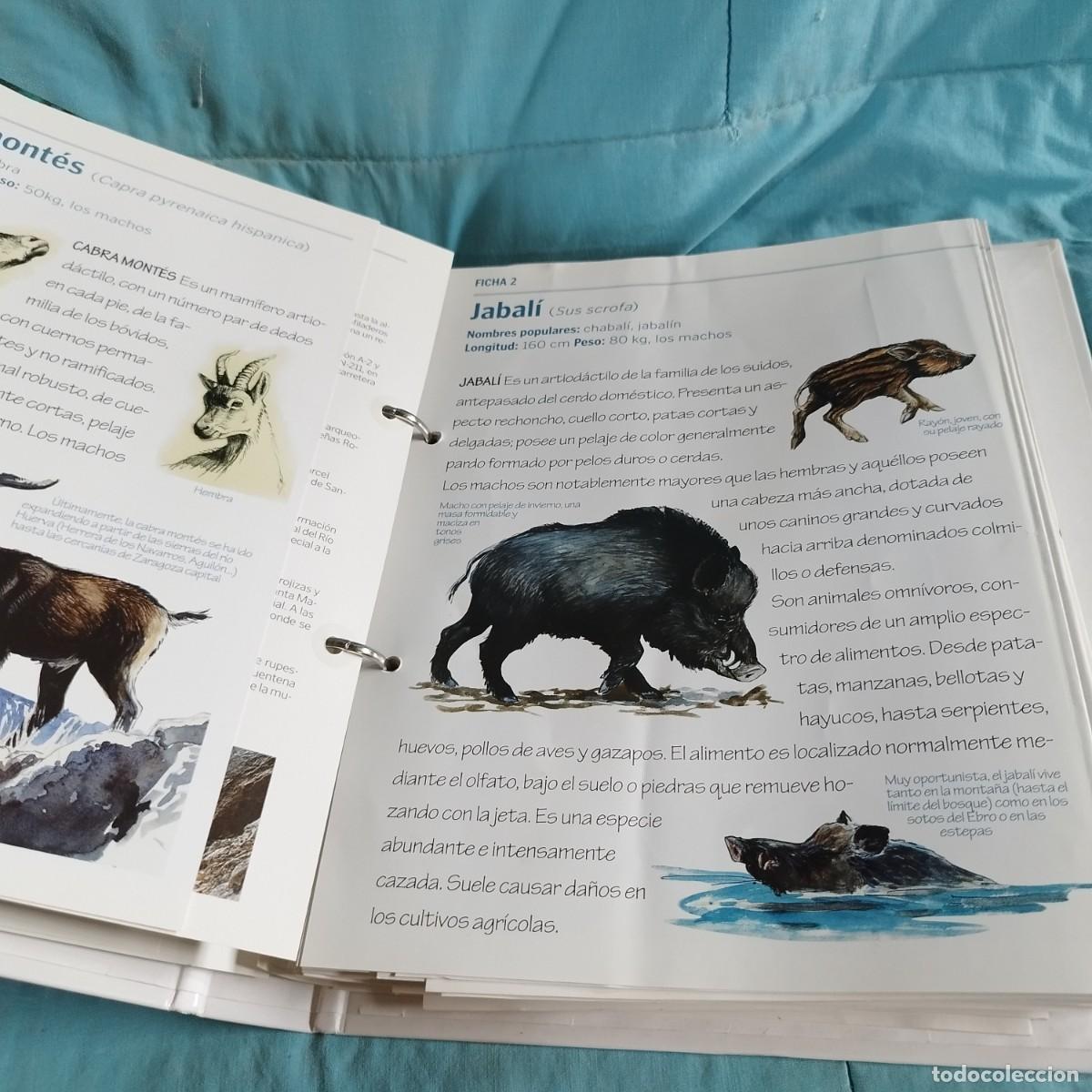 Libros de segunda mano: FAUNA DE ARAGON / 82 rutas turisticas / CONS 614GV - Foto 5