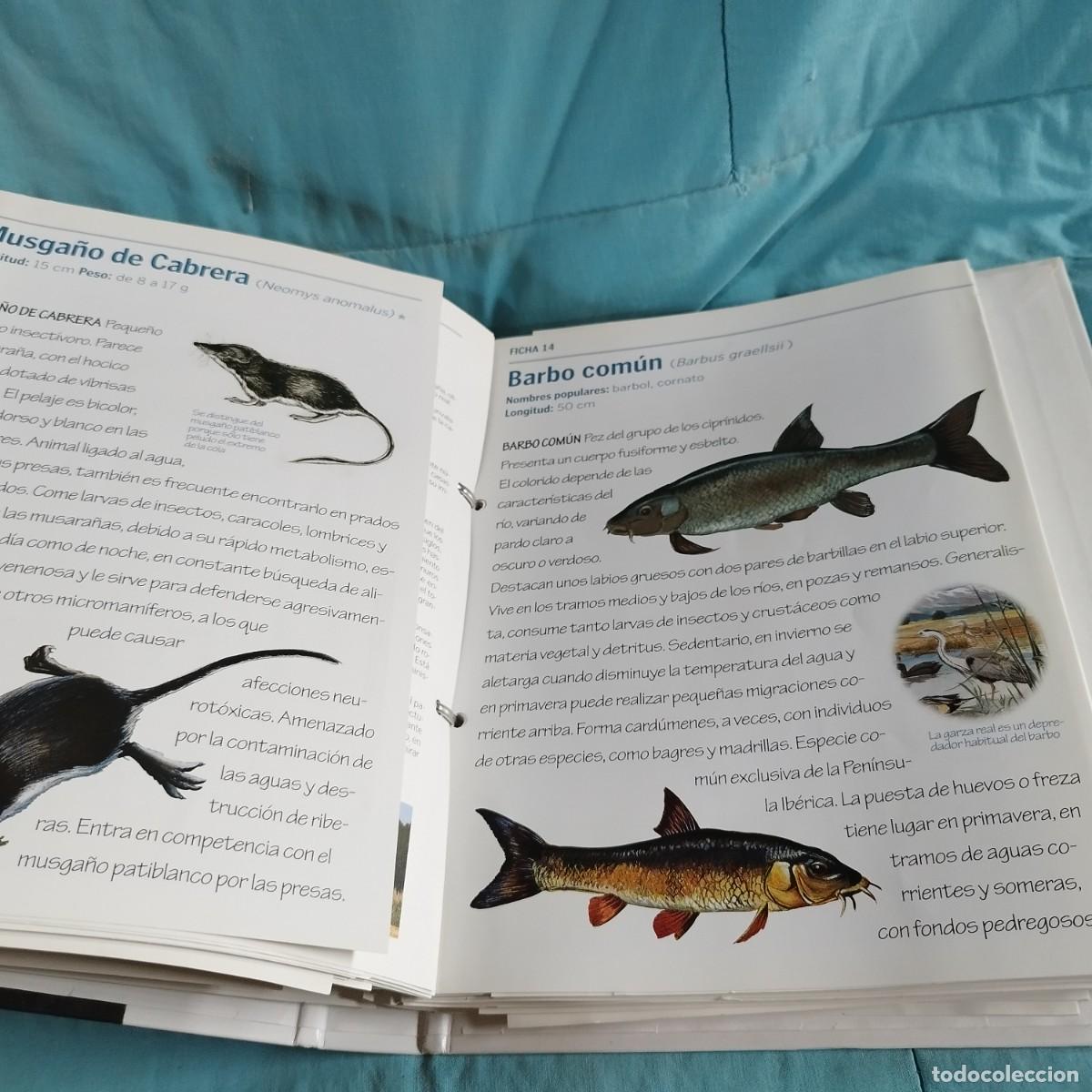 Libros de segunda mano: FAUNA DE ARAGON / 82 rutas turisticas / CONS 614GV - Foto 7