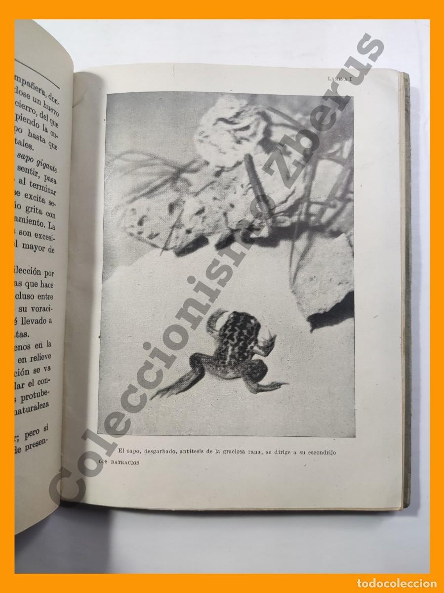 Libros de segunda mano: Los Batracios y los Reptiles - Josefa Marti de Tortajada - Foto 3