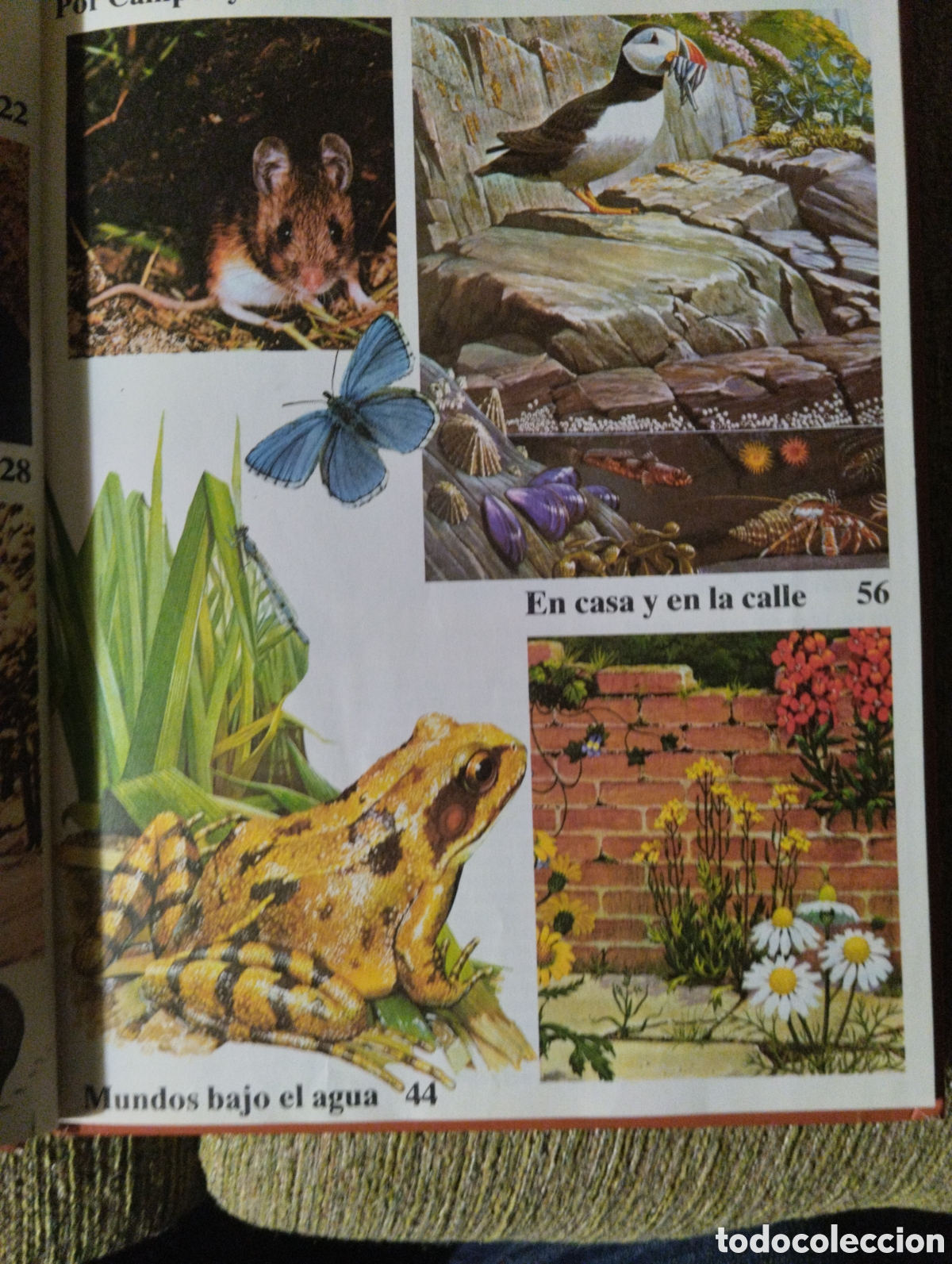 Libros de segunda mano: La naturaleza que nos rodea, Michael Chinery - Foto 3