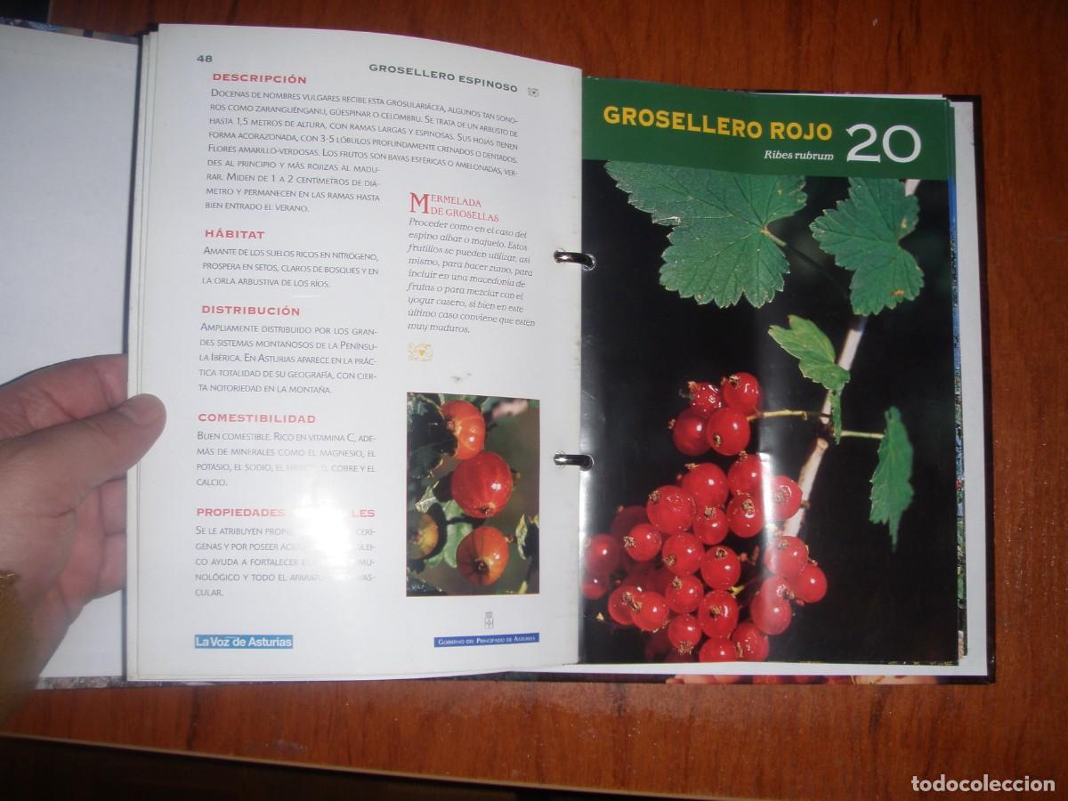 Libros de segunda mano: FICHERO FRUTOS Y SETAS ASTURIAS - Foto 3