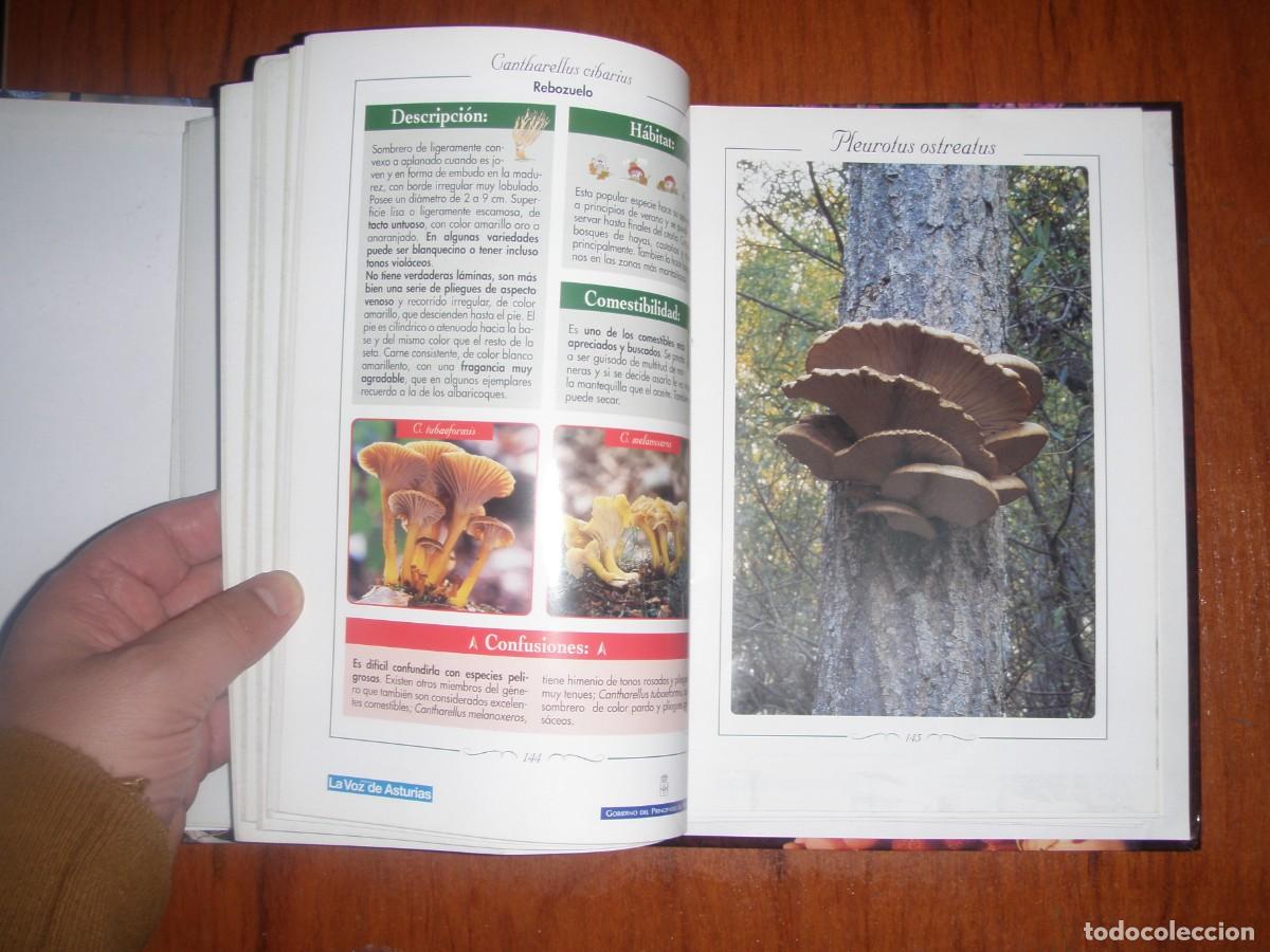 Libros de segunda mano: FICHERO FRUTOS Y SETAS ASTURIAS - Foto 4