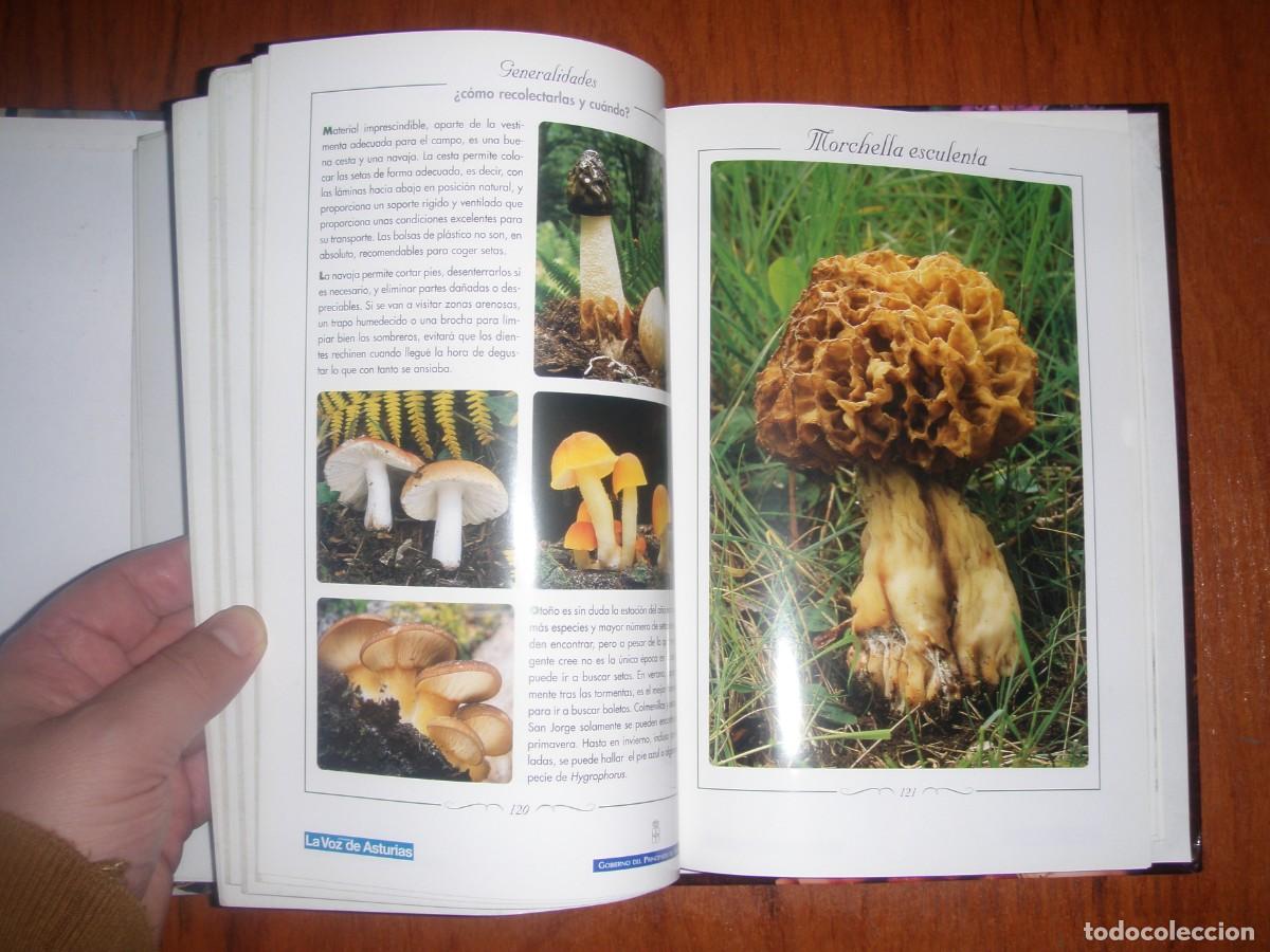 Libros de segunda mano: FICHERO FRUTOS Y SETAS ASTURIAS - Foto 5