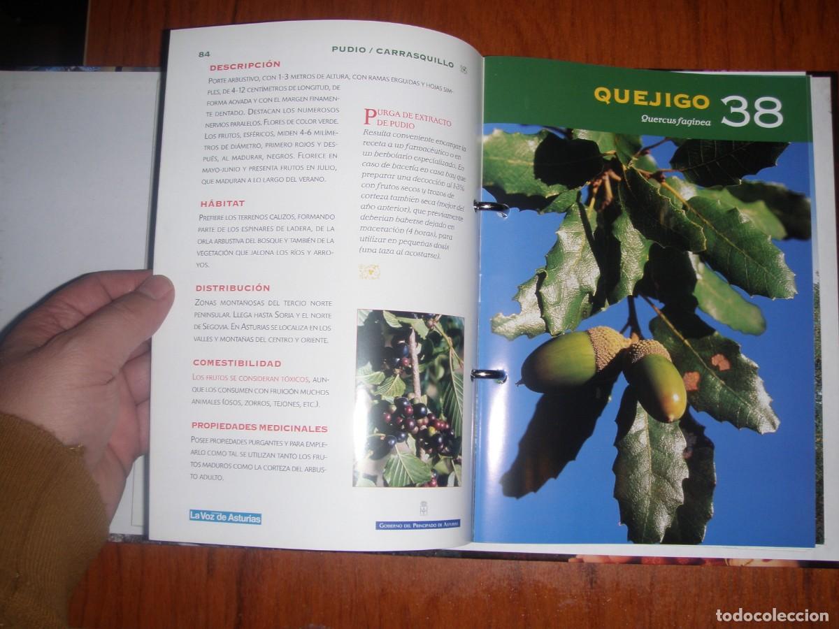 Libros de segunda mano: FICHERO FRUTOS Y SETAS ASTURIAS - Foto 6