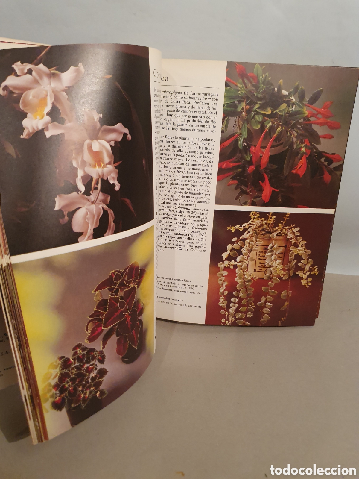 Libros de segunda mano: PLANTAS DE INTERIOR. ROB HERWING. BLUME 1979. - Foto 4