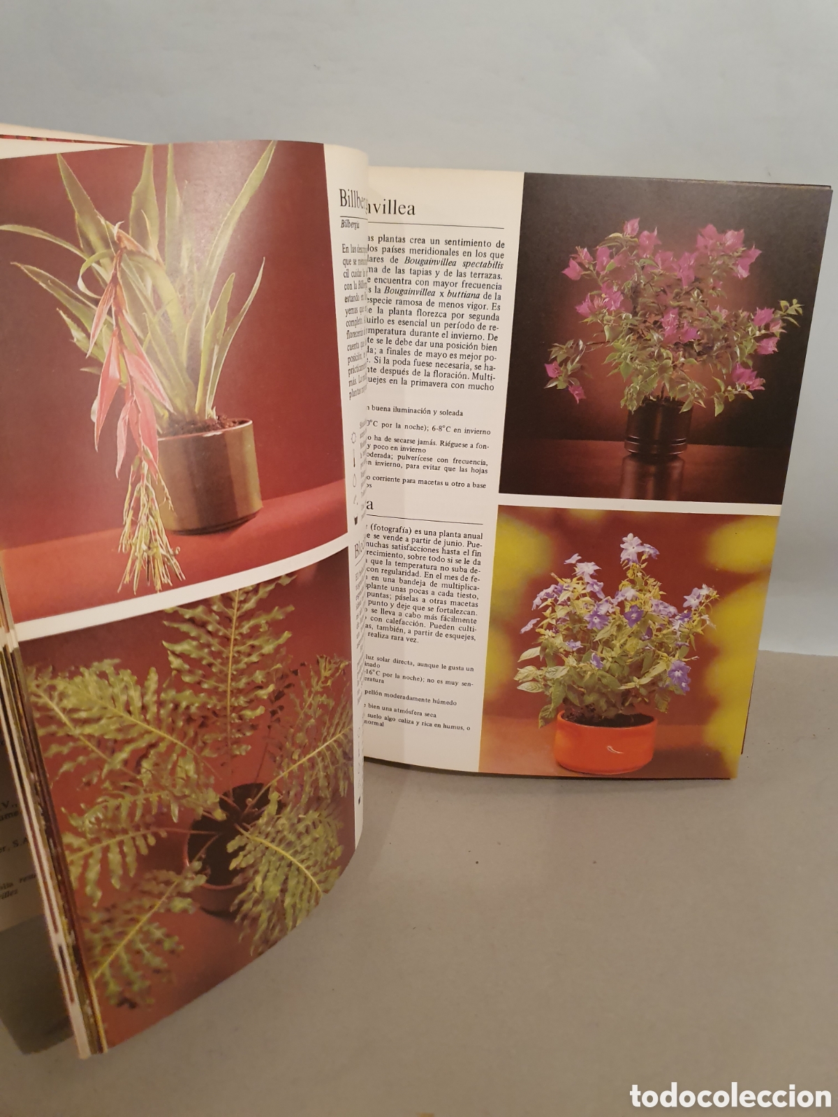 Libros de segunda mano: PLANTAS DE INTERIOR. ROB HERWING. BLUME 1979. - Foto 5