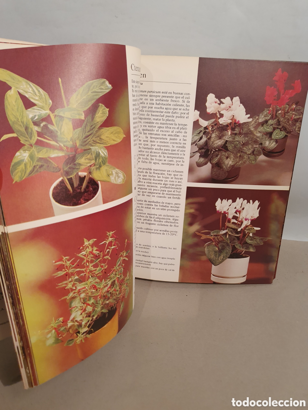 Libros de segunda mano: PLANTAS DE INTERIOR. ROB HERWING. BLUME 1979. - Foto 11
