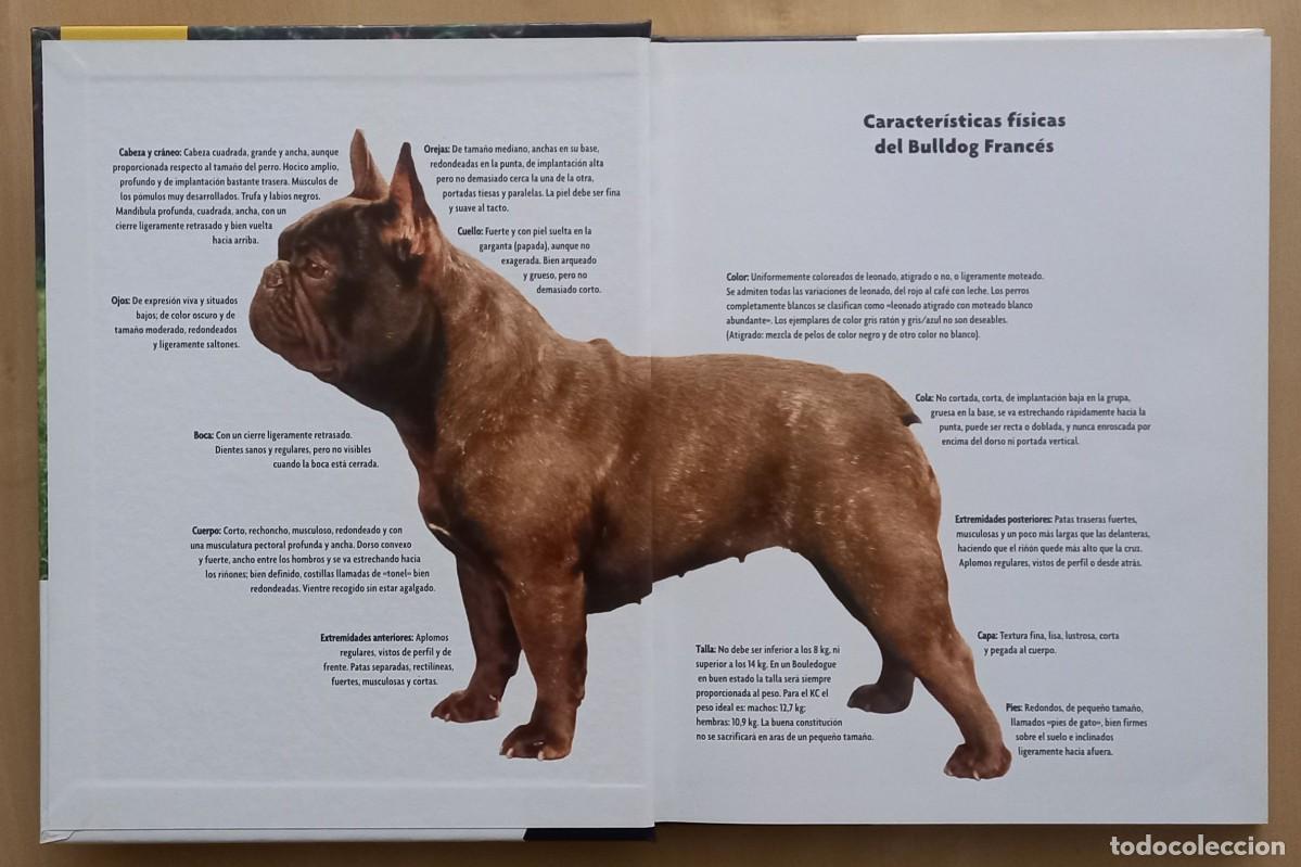 Libros de segunda mano: BULLDOG FRANC&Eacute;S - MURIEL P. LEE - Foto 2