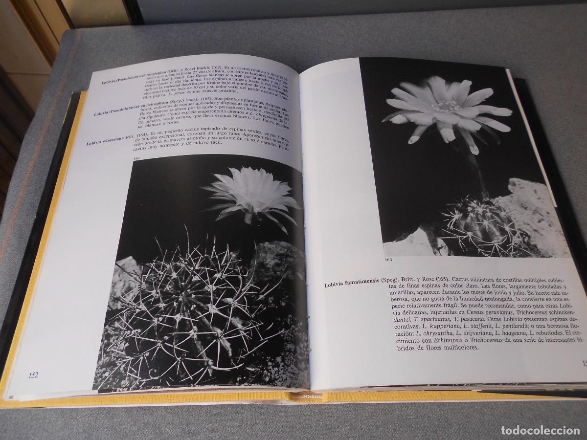 Libros de segunda mano: PEQUE&Ntilde;A ENCICLOPEDIA DE CACTUS - Foto 15