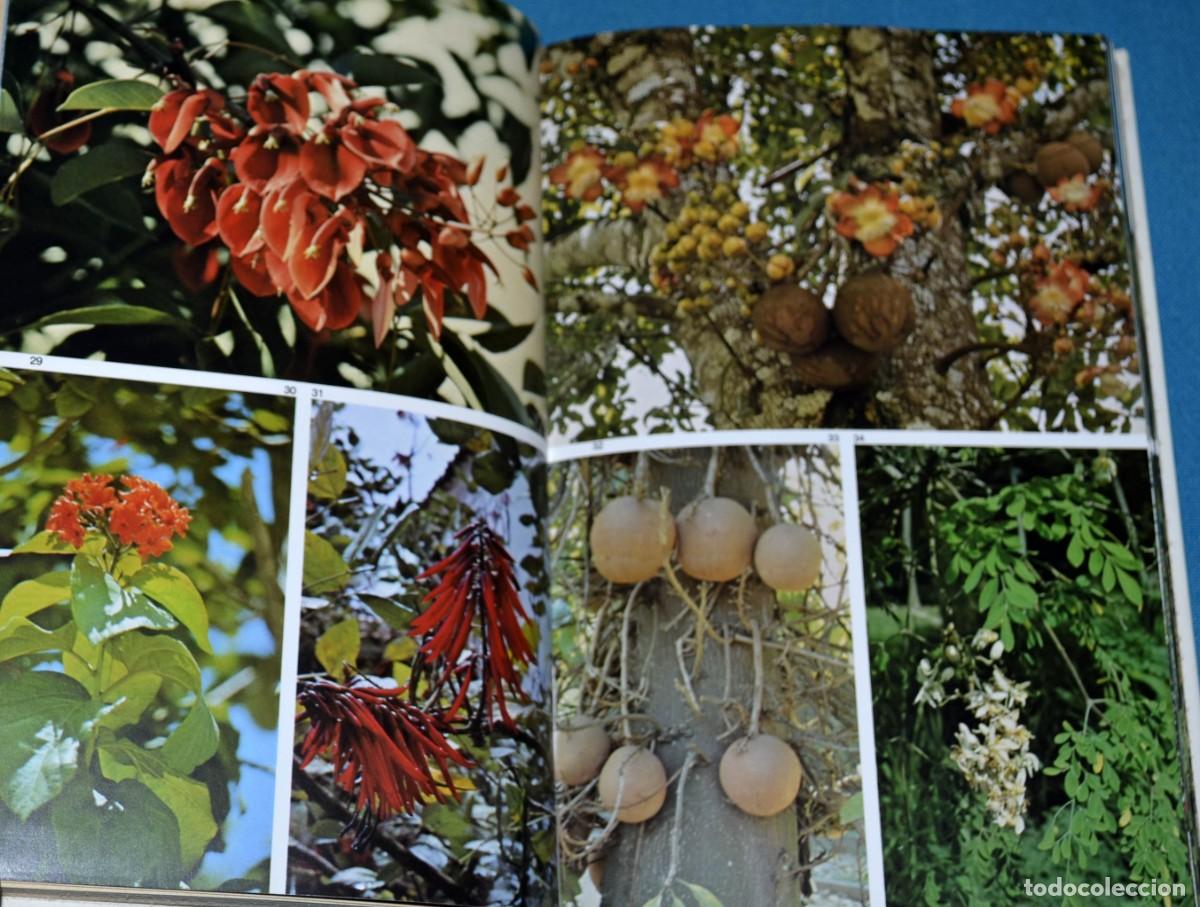 Libros de segunda mano: Libro gu&iacute;a de las plantas tropicales. Omega - Foto 6