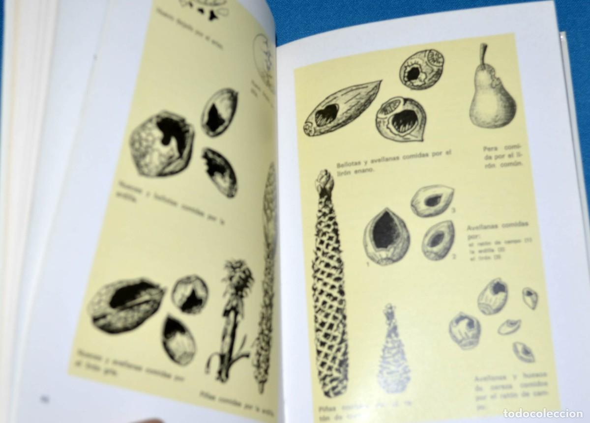 Libros de segunda mano: Libro gu&iacute;a de campo de los mam&iacute;feros espa&ntilde;oles. Omega. - Foto 4