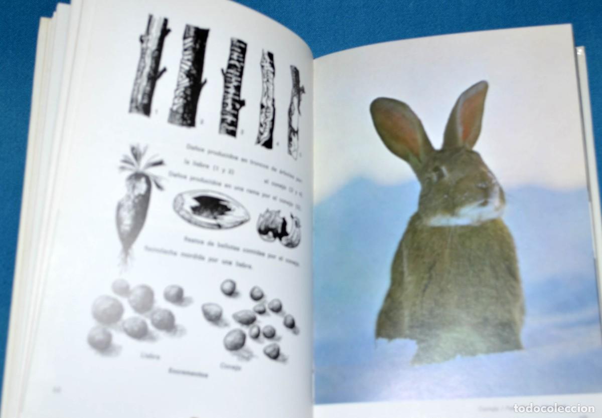 Libros de segunda mano: Libro gu&iacute;a de campo de los mam&iacute;feros espa&ntilde;oles. Omega. - Foto 6