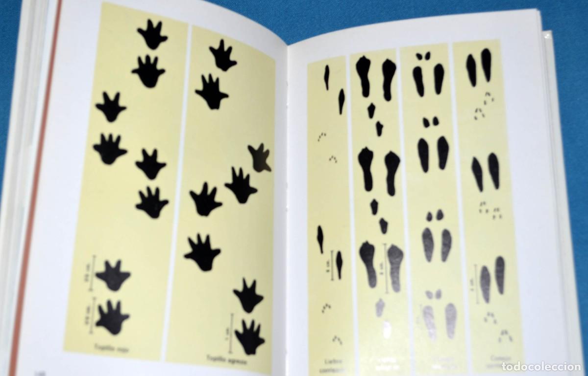 Libros de segunda mano: Libro gu&iacute;a de campo de los mam&iacute;feros espa&ntilde;oles. Omega. - Foto 7