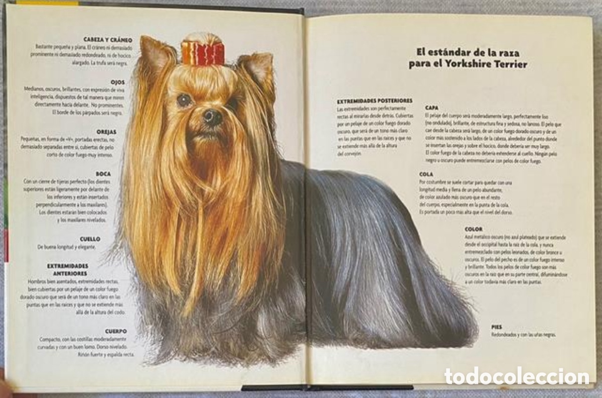 Libros de segunda mano: Yorkshire Terrier. R. Keyes. Ed. Hispano Europea. 2008. Tapas duras. - Foto 5