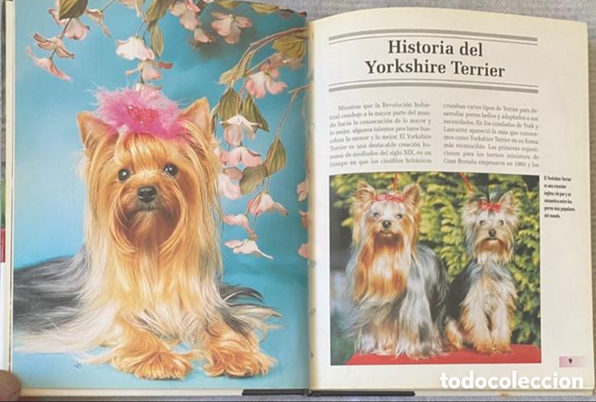 Libros de segunda mano: Yorkshire Terrier. R. Keyes. Ed. Hispano Europea. 2008. Tapas duras. - Foto 7