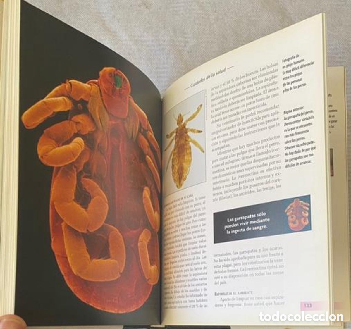 Libros de segunda mano: Yorkshire Terrier. R. Keyes. Ed. Hispano Europea. 2008. Tapas duras. - Foto 9