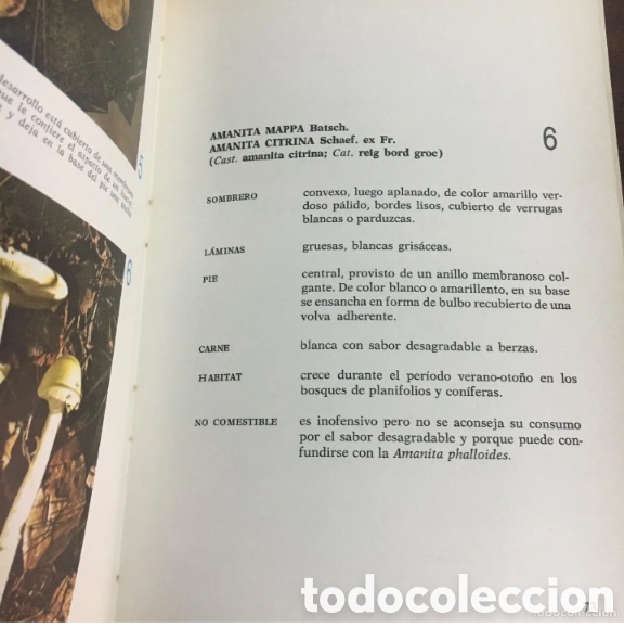 Libros de segunda mano: El libro de las setas.Manuel Toharia.1985. - Foto 4