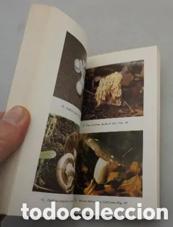 Libros de segunda mano: El libro de las setas.Manuel Toharia.1985. - Foto 5