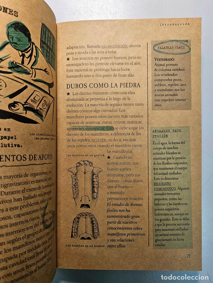 Libros de segunda mano: QU&Eacute; SABES DE EVOLUCI&Oacute;N / DAVID BURNIE / EDICIONES B, 2000 - Foto 5