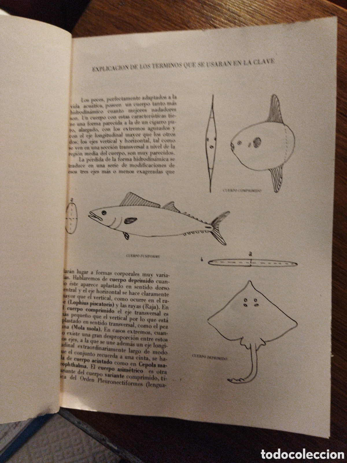 Libros de segunda mano: Vertebrados ib&eacute;ricos, 1:Peces /Gallego Castejon, Luis - Foto 4