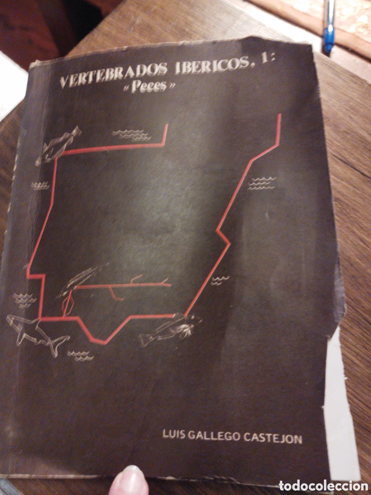 Libros de segunda mano: Vertebrados ib&eacute;ricos, 1:Peces /Gallego Castejon, Luis - Foto 1