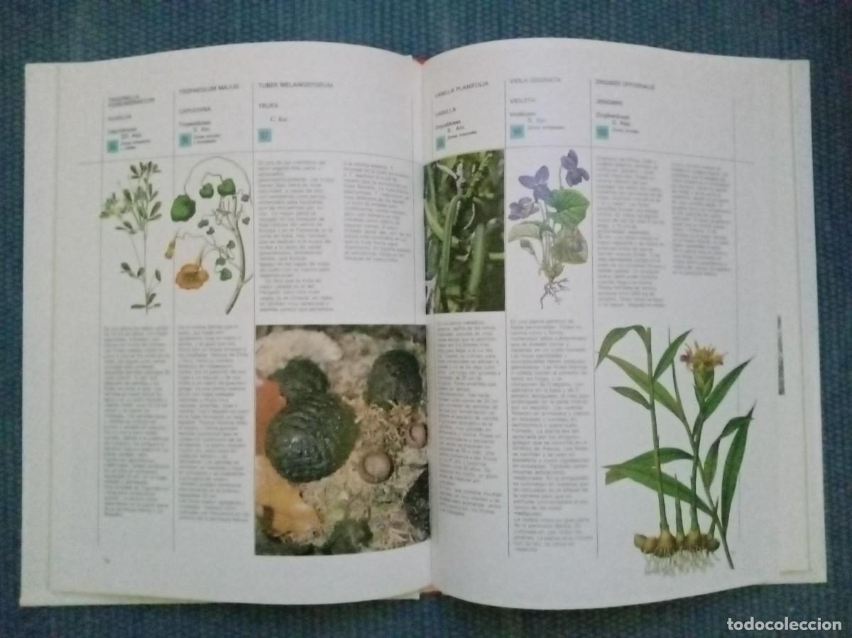 Libros de segunda mano: Hierbas y especias - Foto 5