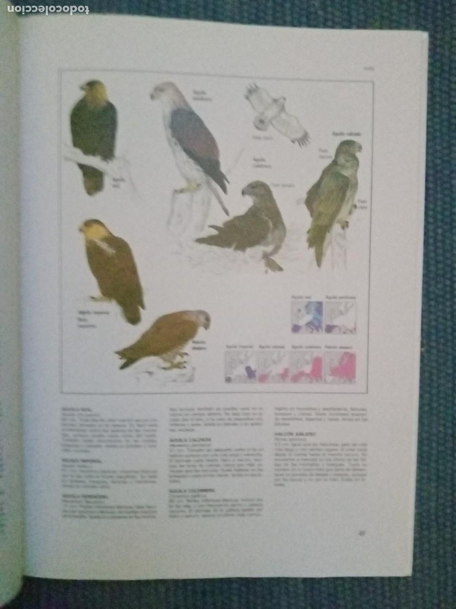 Libros de segunda mano: Chinery, Michael: La Fauna - Foto 4