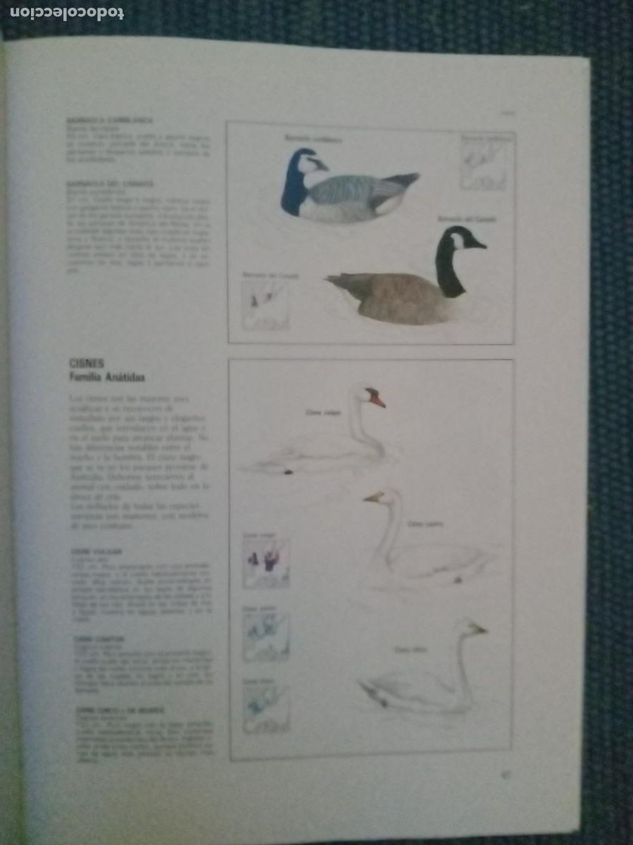 Libros de segunda mano: Chinery, Michael: La Fauna - Foto 5