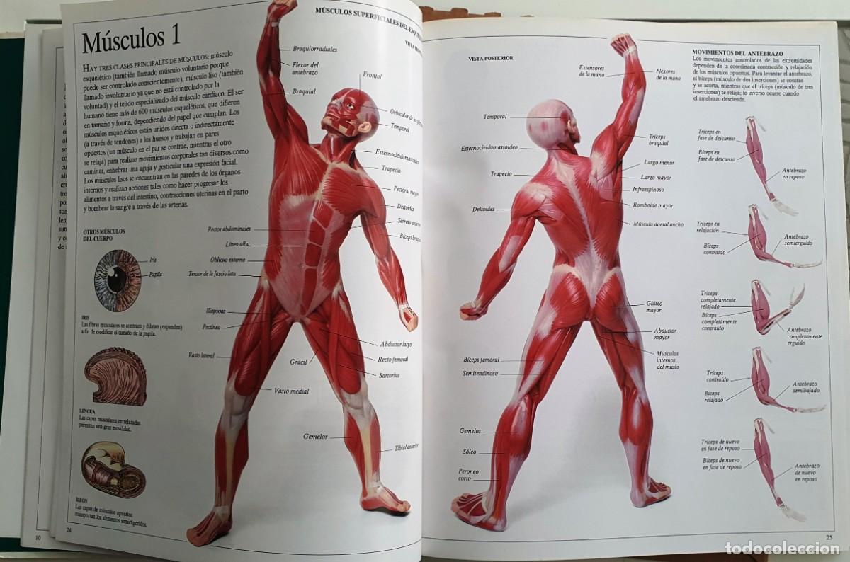 Libros de segunda mano: ENCICLOPEDIA VISUAL DE LOS SERES VIVOS. EL PAIS//ALTEA. - Foto 4
