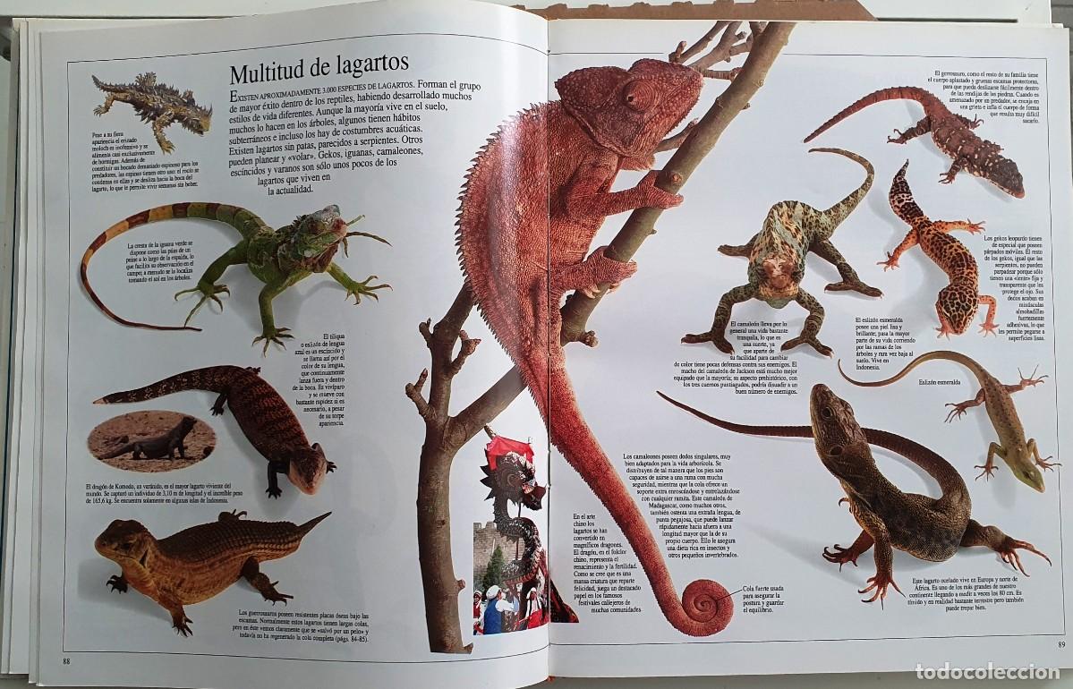Libros de segunda mano: ENCICLOPEDIA VISUAL DE LOS SERES VIVOS. EL PAIS//ALTEA. - Foto 5