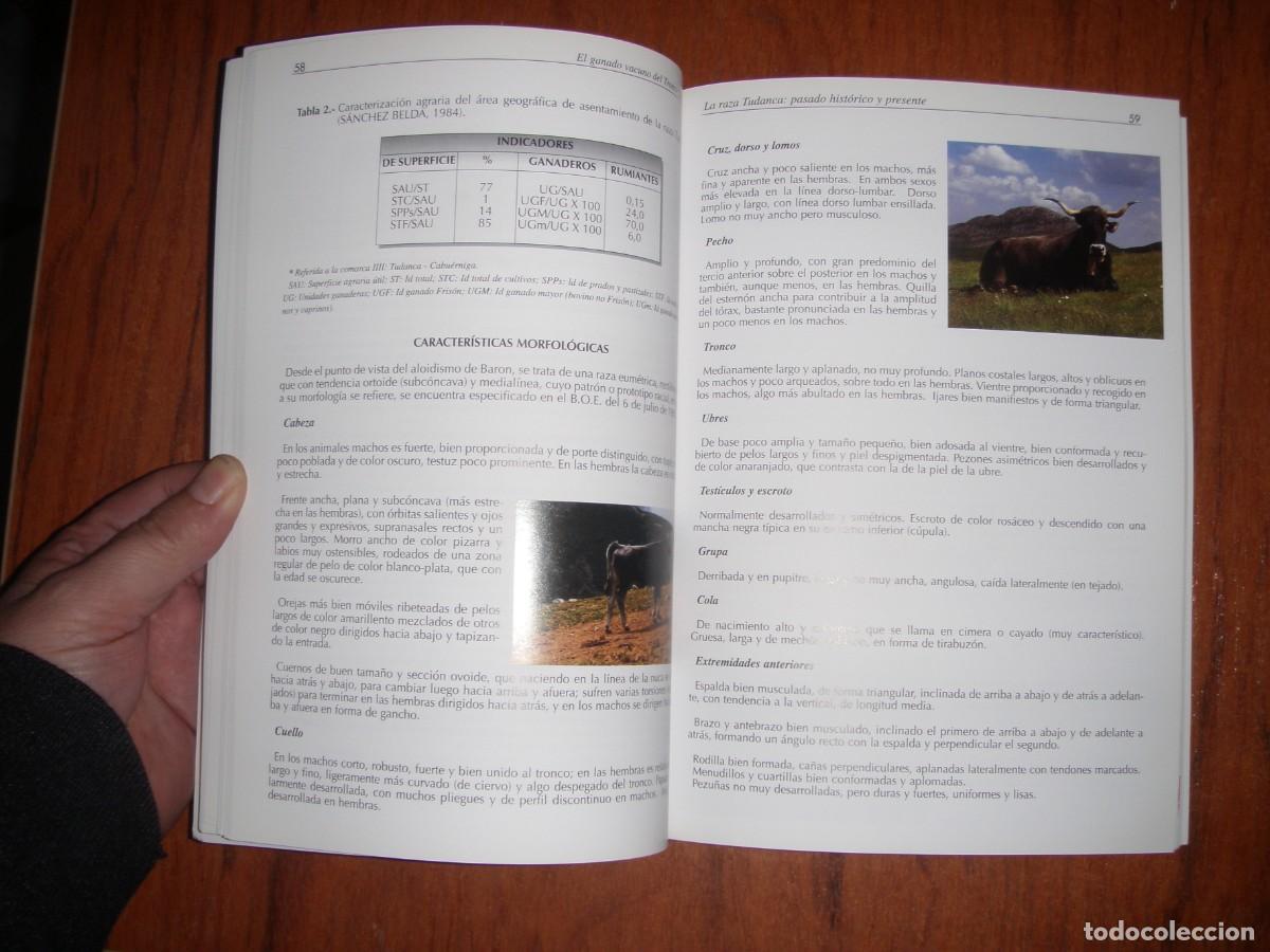 Libros de segunda mano: EL GANADO VACUNO DE TRONCO CASTA&Ntilde;O - Foto 5