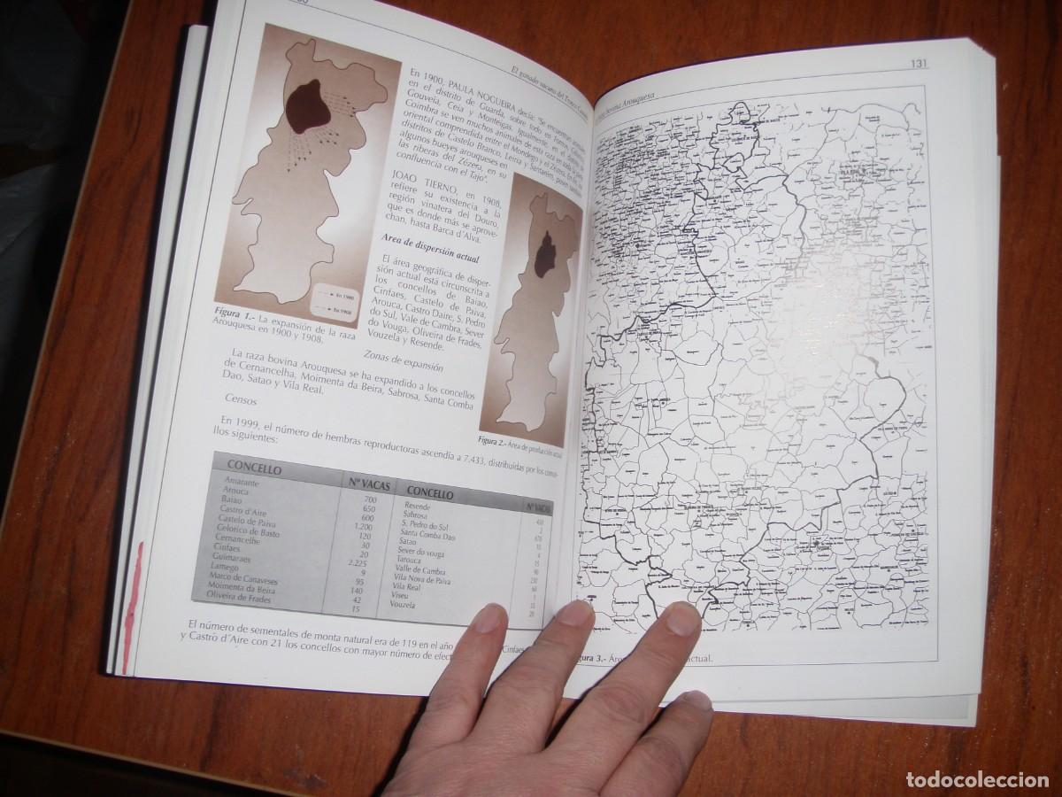 Libros de segunda mano: EL GANADO VACUNO DE TRONCO CASTA&Ntilde;O - Foto 7