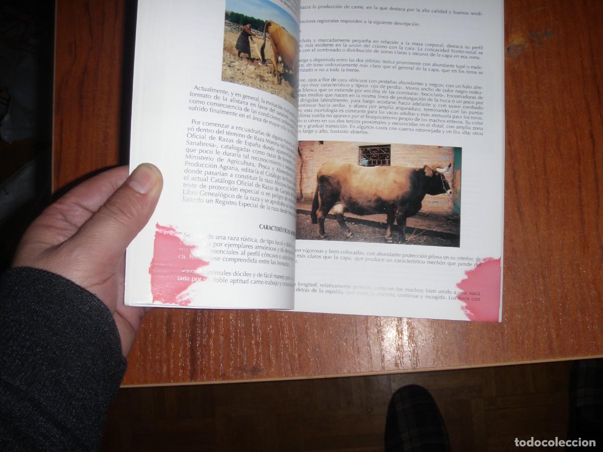 Libros de segunda mano: EL GANADO VACUNO DE TRONCO CASTA&Ntilde;O - Foto 10