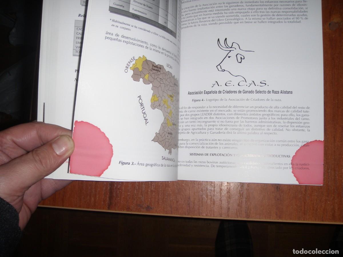 Libros de segunda mano: EL GANADO VACUNO DE TRONCO CASTA&Ntilde;O - Foto 13