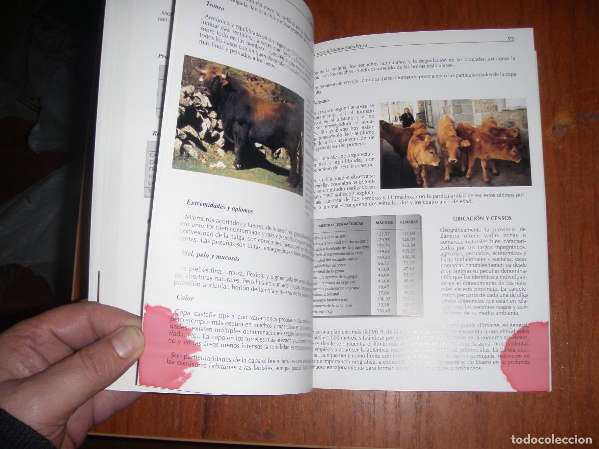 Libros de segunda mano: EL GANADO VACUNO DE TRONCO CASTA&Ntilde;O - Foto 14