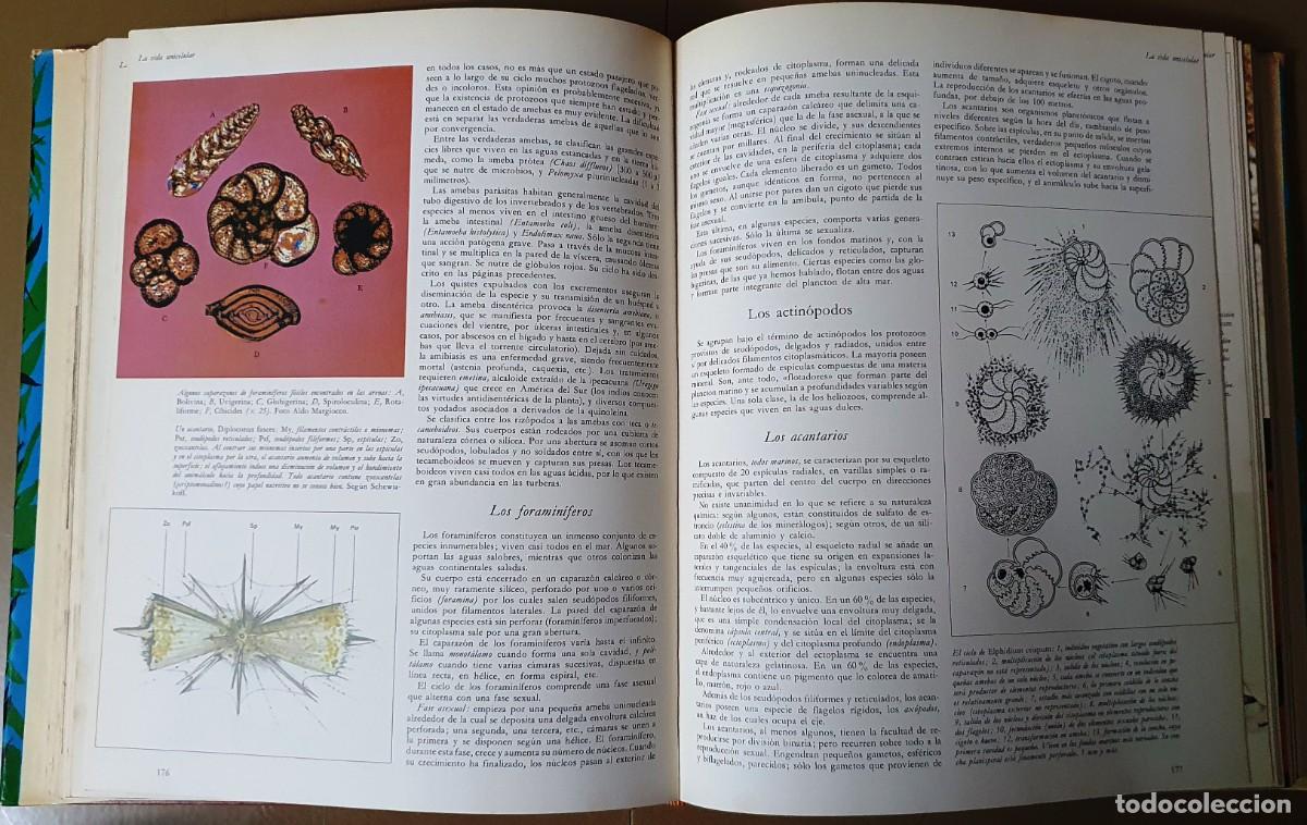 Libros de segunda mano: LA VIDA DE LOS ANIMALES. TRES TOMOS. PLANETA 1975. - Foto 7