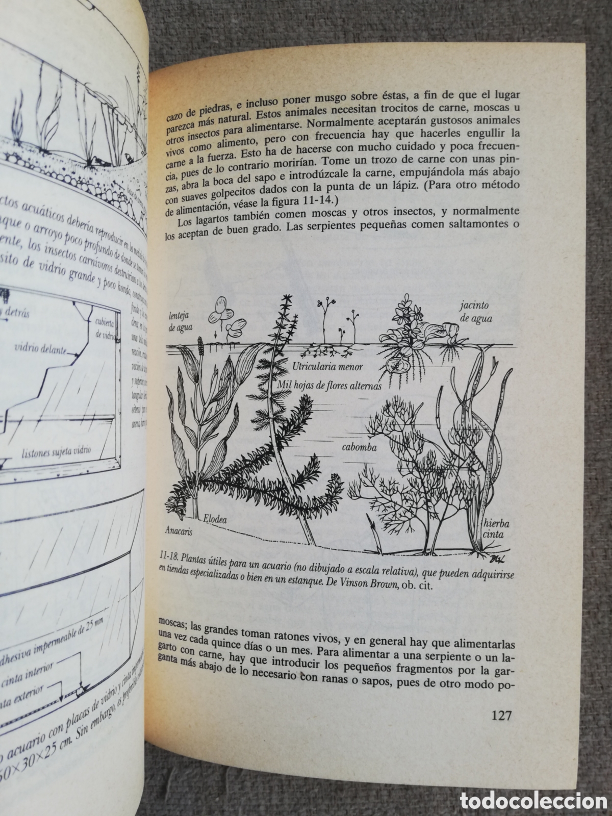 Libros de segunda mano: Manual del naturalista aficionado, de Vinson Brown - Foto 4
