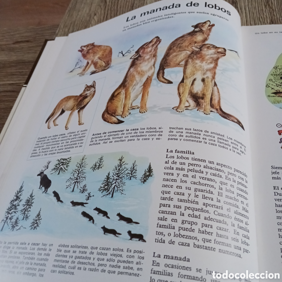 Libros de segunda mano: La vida de los Carn&iacute;voros de los,Dr Maurice y Robert Burton - Foto 4