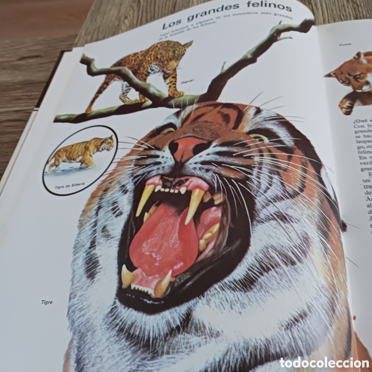 Libros de segunda mano: La vida de los Carn&iacute;voros de los,Dr Maurice y Robert Burton - Foto 5