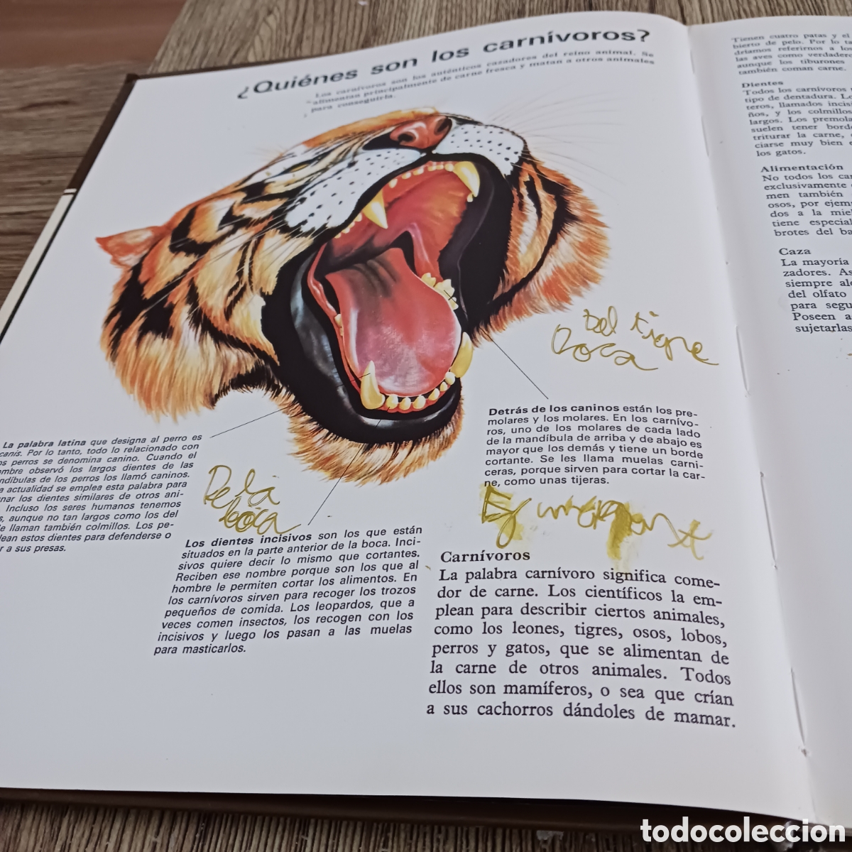 Libros de segunda mano: La vida de los Carn&iacute;voros de los,Dr Maurice y Robert Burton - Foto 9