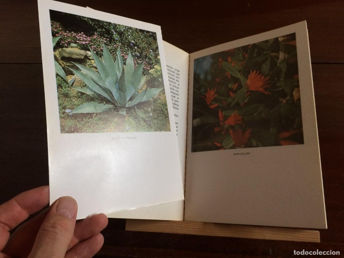 Libros de segunda mano: CACTUS Y OTRAS PLANTAS CRASAS - BOT&Aacute;NICA . - Foto 4