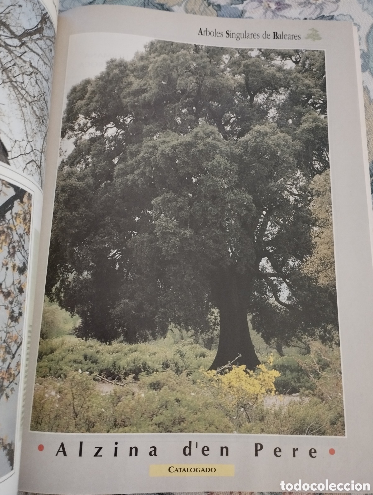 Libros de segunda mano: ARBOLES SINGULARES DE BALEARES (PEP ROIG) - Foto 4